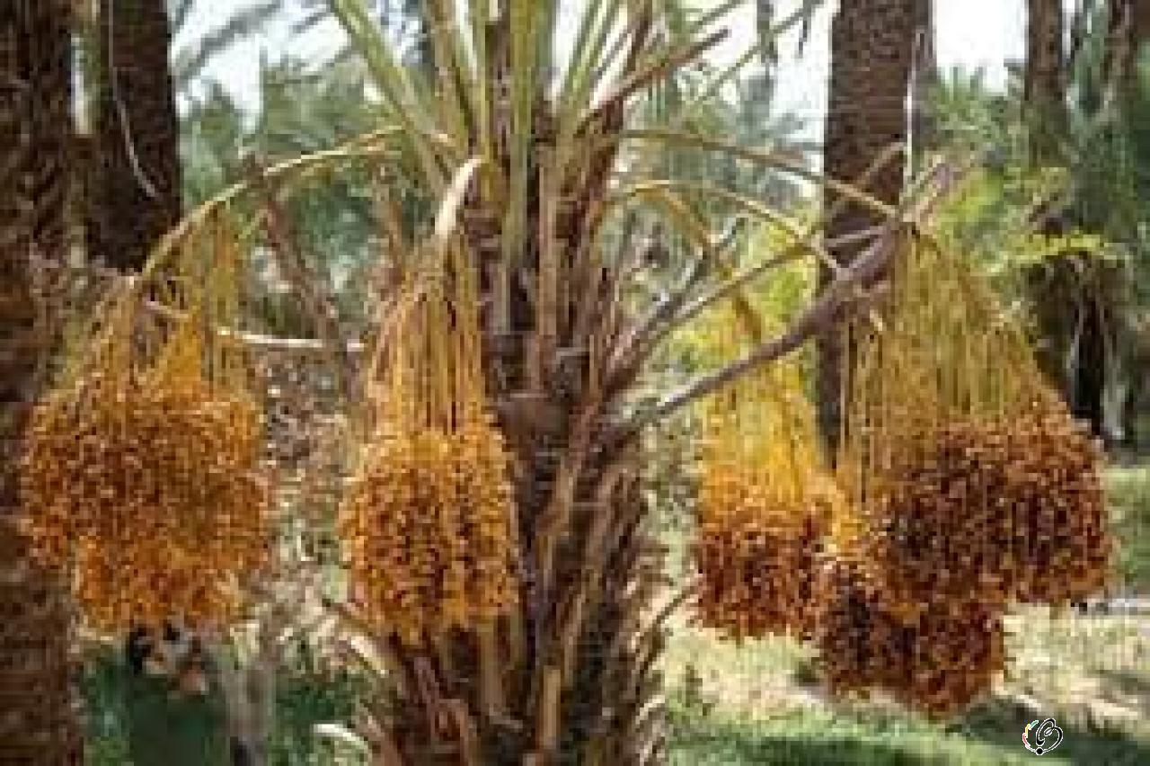 آلبوم عکس
